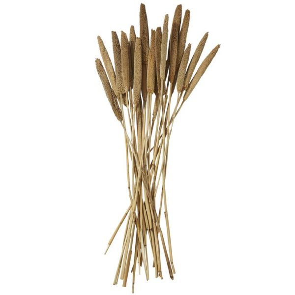 DRIED BABALA GRASS - Image 5