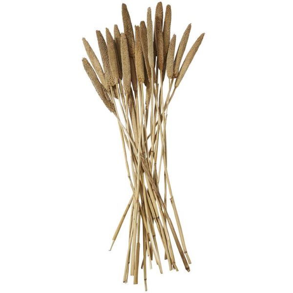 DRIED BABALA GRASS - Image 4