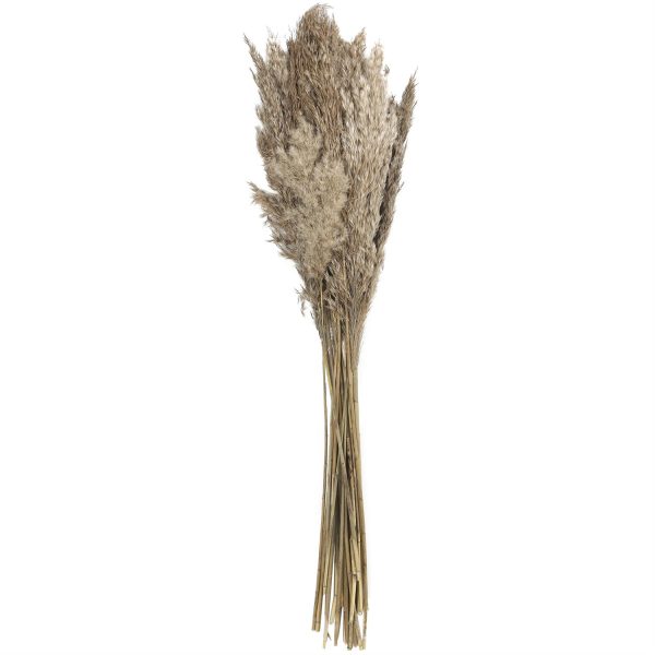 DRIED PAMPAS GRASS - Image 5