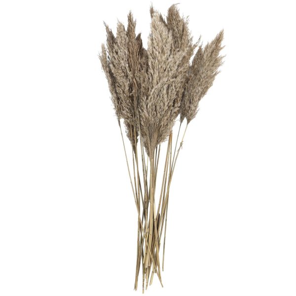 DRIED PAMPAS GRASS - Image 3