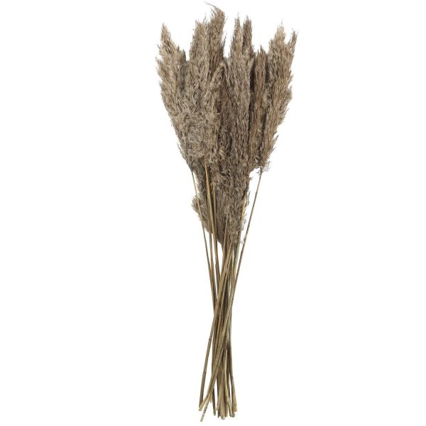 DRIED PAMPAS GRASS - Image 4